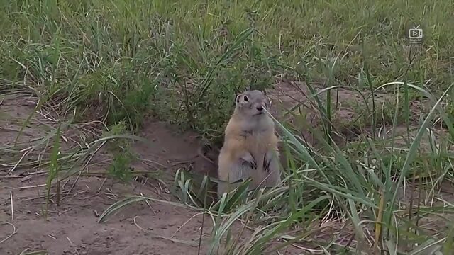 Животные помогают друг другу  Удивительных и необычных случаев СИМБИОЗА ЖИВОТНЫХ!